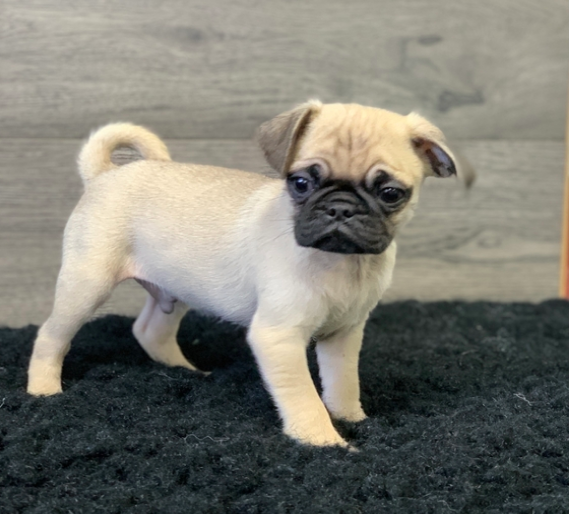 comprar cachorros sanos, baratos y asequibles para la venta